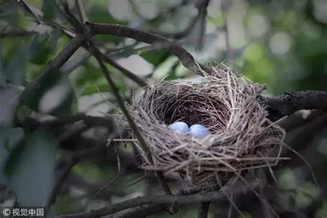 家有鳥巢 風水|【家中有鳥築巢】鳥築巢兆頭！家中有鳥築巢的風水好運